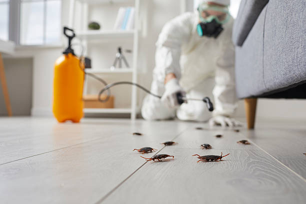 Commercial Rodent Management in Coronita